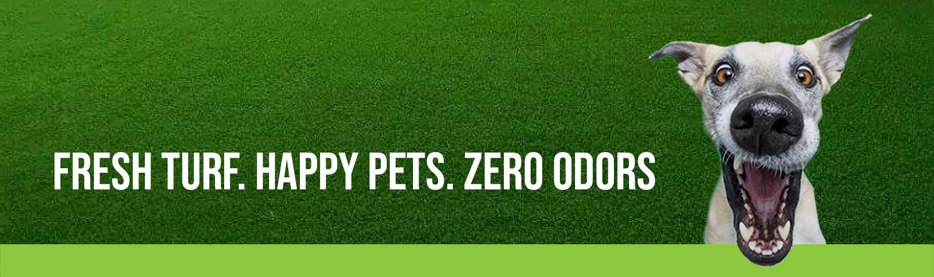 funny looking dog smiling