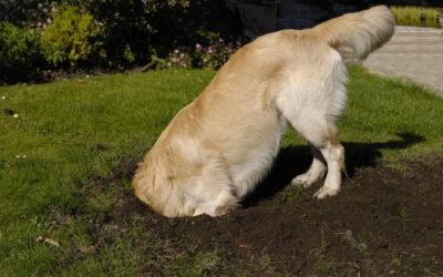 How to Stop Dogs From Digging (and Prevent Digging Under the Fence)