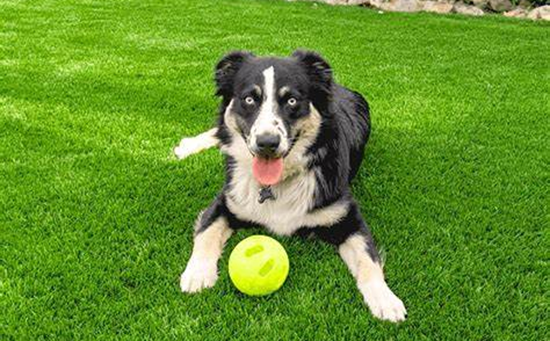 Dog playing on turf – eco-friendly formula safe for pets and the environment