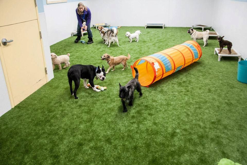 dogs playing at dog day care