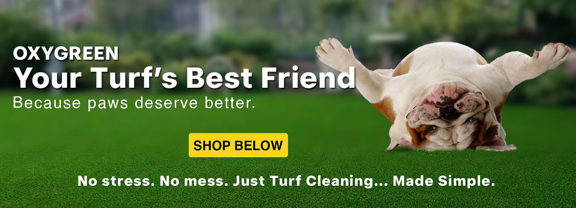 dog playing on lawn
